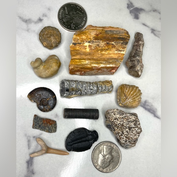 🦕 Educational Fossils Set: dinosaur, ammonite, petrified wood, etc. Geol… - Picture 5 of 16